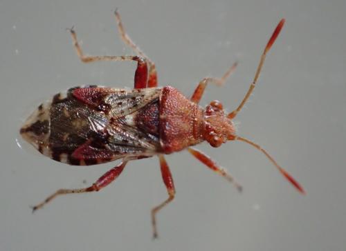 Réf. 239 892 : Rhopalus subrufus